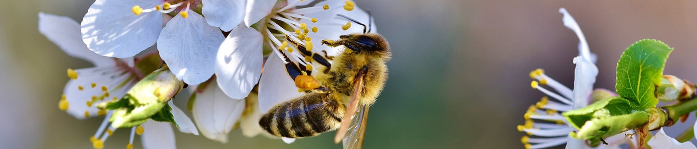 Bienenprodukte