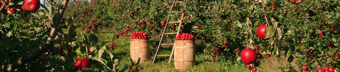 Fruit wine