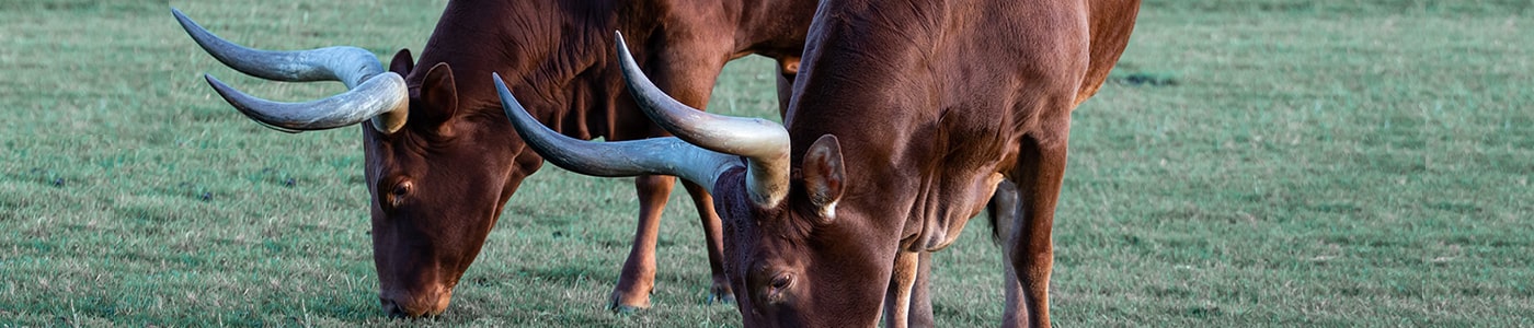 Drinking horns